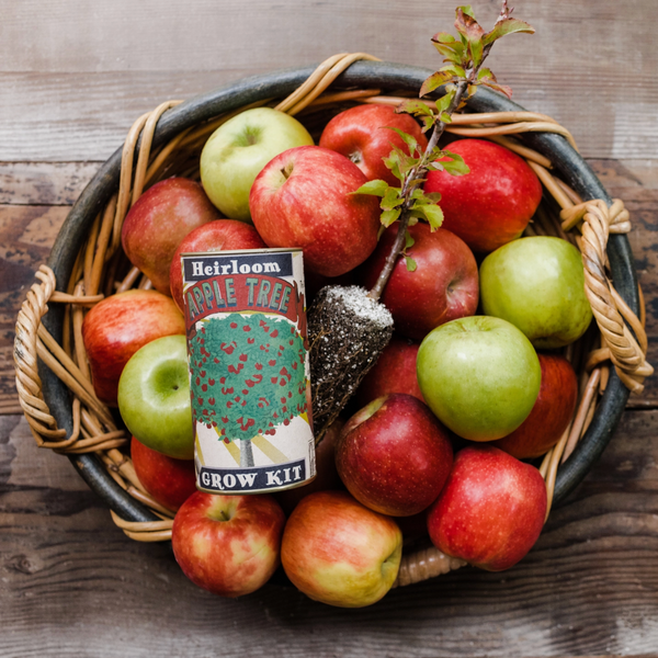 Heirloom Apple Tree Seed Grow Kit