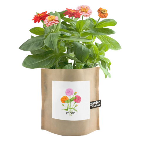 Zinnias Flower Seeds for Mother's day