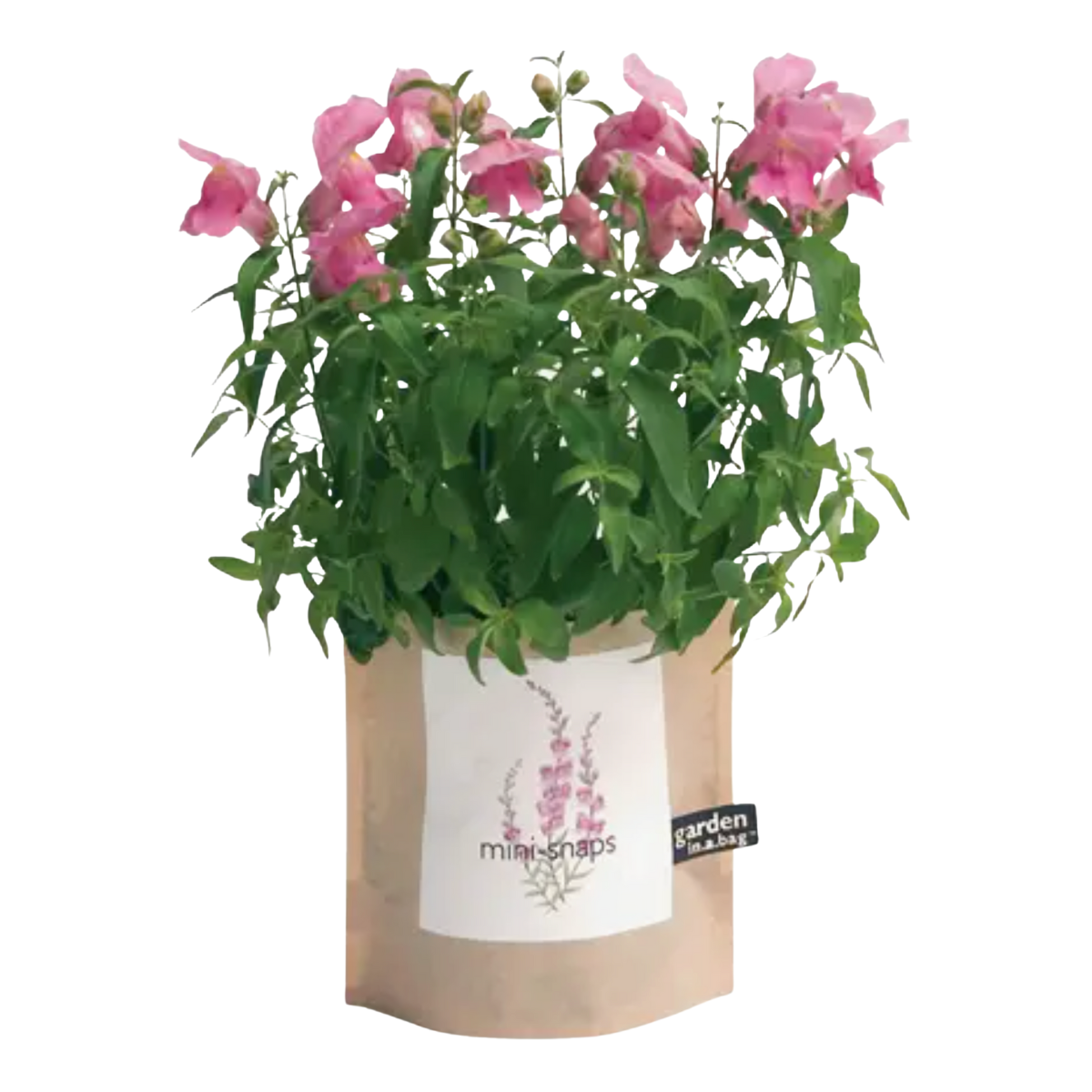 mini Snapdragons Garden in a Bag