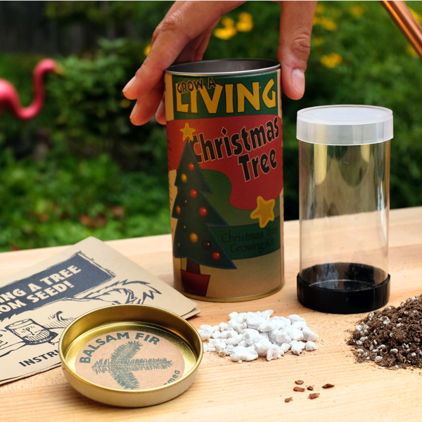 Living Christmas Spruce Tree | Seed Grow Kit