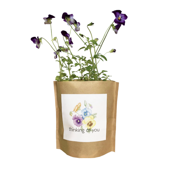 Thinking Of You Pansy Garden in a Bag