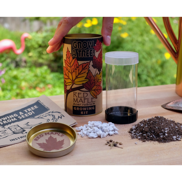 Red Maple Seed Grow Kit