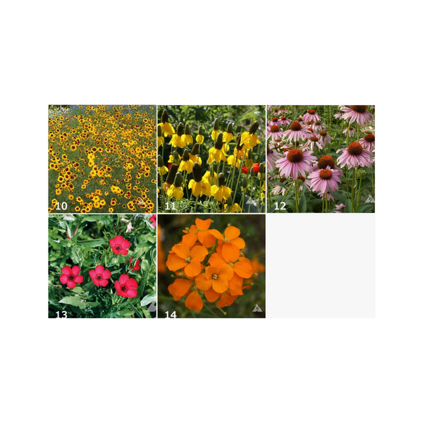 Wildflowers Flower Seeds